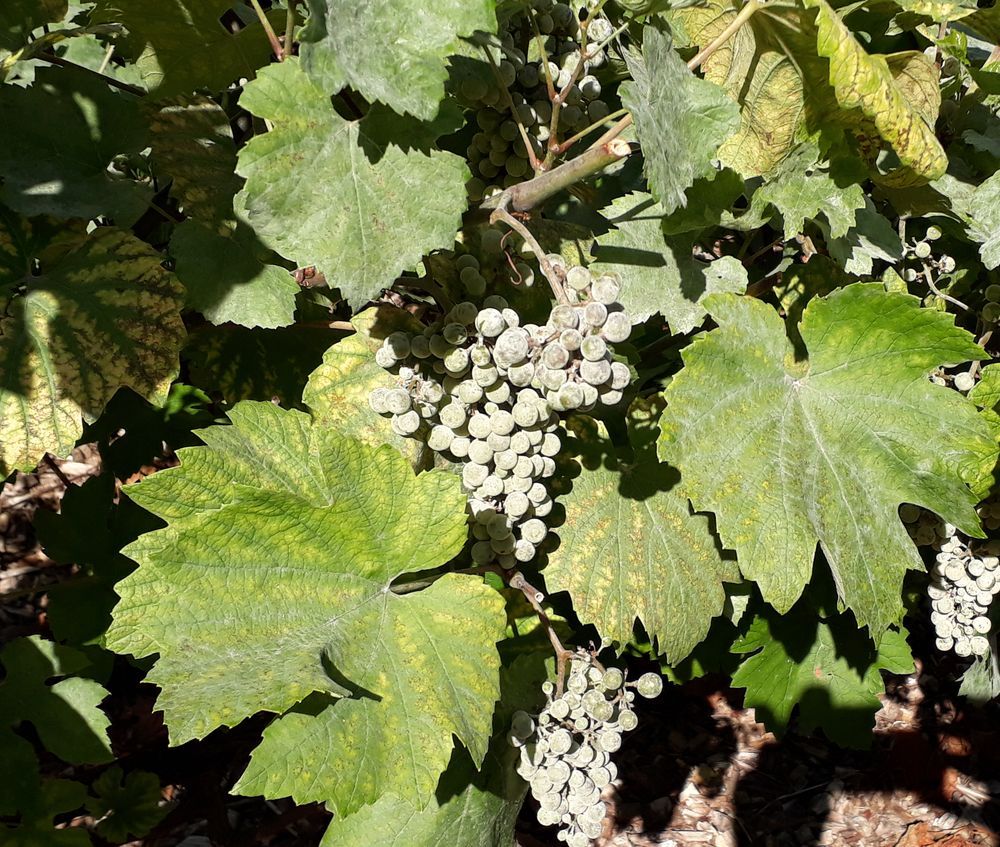 la vigne de Rambouillet