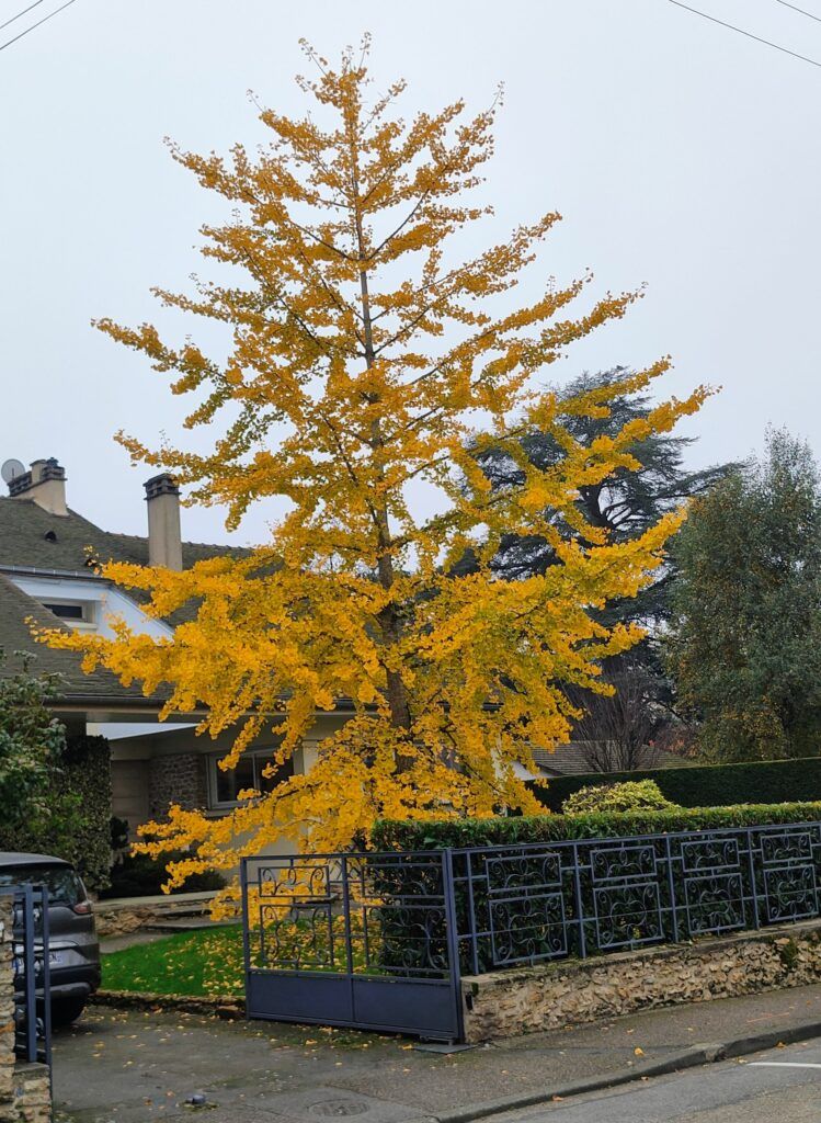 le ginkgo de la rue du Général Humbert 