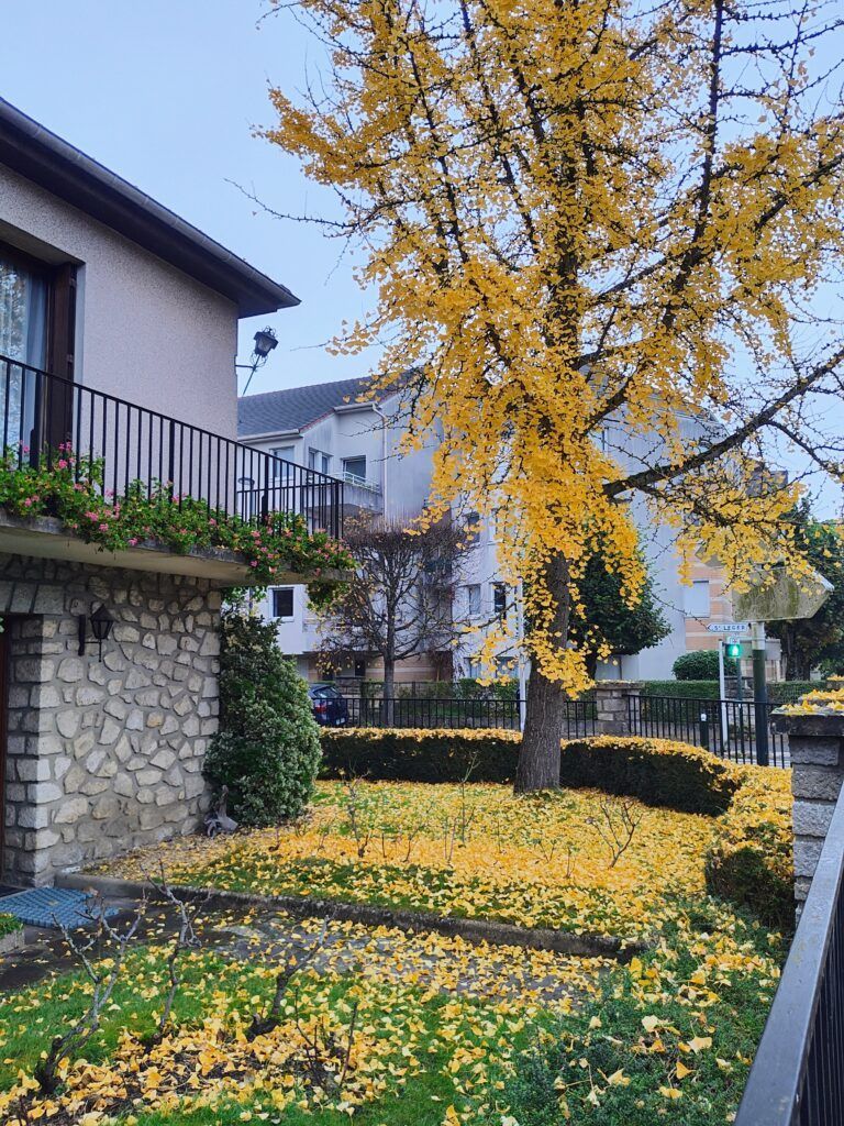 le ginkgo de la rue Pasteur 