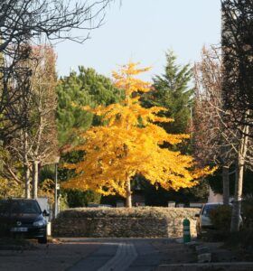 le ginkgo de l'impasse du Dr Bergonnier