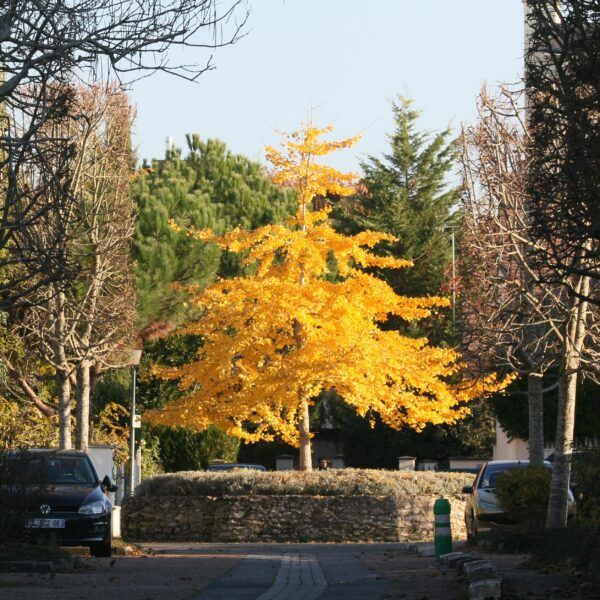 le ginkgo de l'impasse du Dr Bergonnier