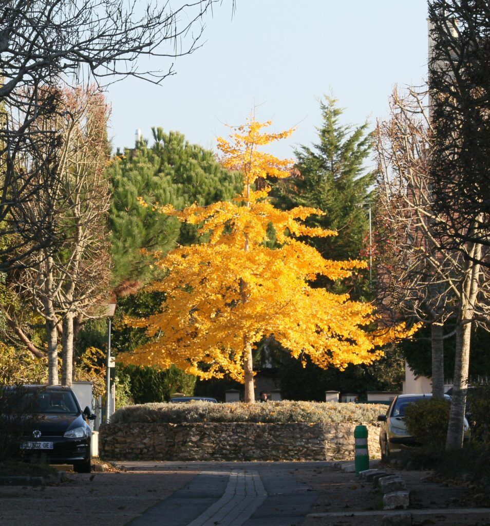 le ginkgo de l'impasse du Dr Bergonnier 