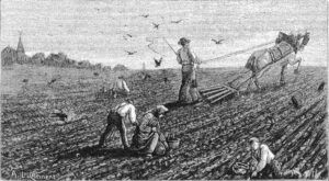 la destruction des vers blancs
