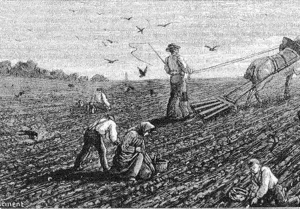la destruction des vers blancs