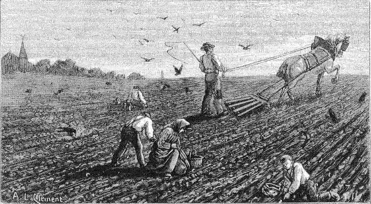 la destruction des vers blancs