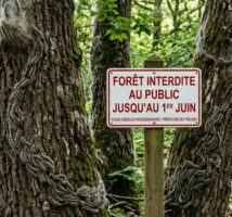 les chenilles processionnaires